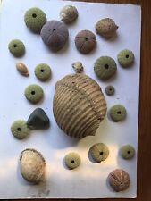 Selection urchin shells for sale  LONDON