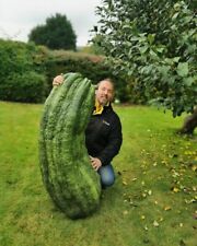 Cetriolo gigante semi for sale  Shipping to Ireland