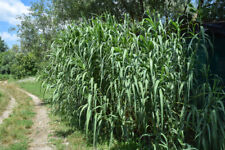 Sementes de Arundo donax cana gigante cana espanhola semillas grãos comprar usado  Enviando para Brazil