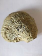 Conchiglia fossile reperto usato  Casoria