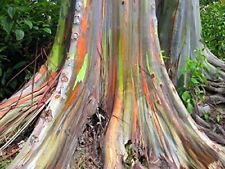 Regenbogen eukalyptus samen gebraucht kaufen  Kallmünz