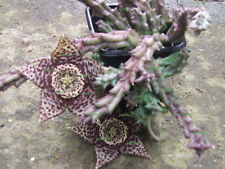 house cactus for sale  OSWESTRY