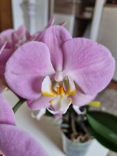 Rchidee phalaenopsis padova gebraucht kaufen  Garrel