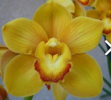 Cymbidium trinity gold for sale  Shipping to Ireland