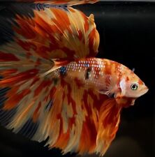 betta for sale  LONDON