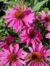 Sun Hat Over 250 Seeds Echinacea Purpurea Rudbeckia Purple Sun Hat from 2023 for sale  Shipping to South Africa