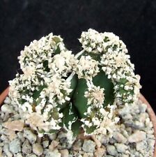 astrophytum for sale  EASTBOURNE