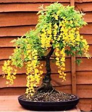 Laburnum bonsai tree for sale  STRABANE