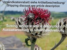 Centaurea atropurpurea fiore usato  Spedire a Italy