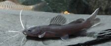 Juvenile Asian Red Tailed Catfish 5cm Hemibagrus Wyckioides, used for sale  HAYWARDS HEATH
