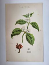 Planta de café y bayas grabadas con estampado antiguo de 1870 segunda mano  Embacar hacia Mexico