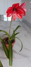 Hippeastrum hybrid DO#2 - 1 bulb varied leaves / offset about 2.5cm for sale  Shipping to South Africa