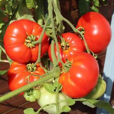 Tomatensamen pantano romanesco gebraucht kaufen  Sinsheim