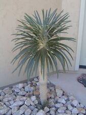 Pachypodium geayi seeds for sale  GODALMING