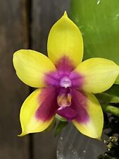 Phal. mok choi for sale  Ambler