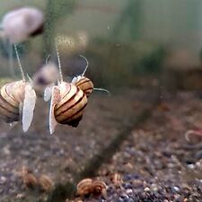 gary snail for sale  Ireland