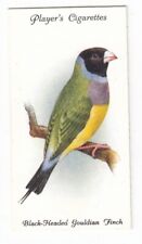 Black headed gouldian for sale  Saint Augustine