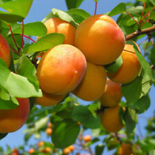 Apricot tree dwarf for sale  PETERBOROUGH