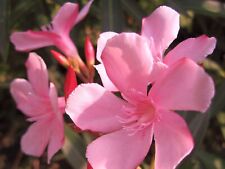 Apple blossom oleander for sale  Wauchula