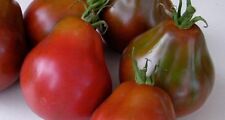 Black truffle tomato for sale  Deltona