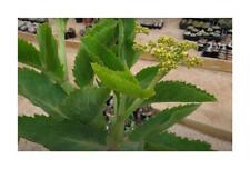 3x Cyphostemma juttae caudex garden plants - seeds B1087, used for sale  Shipping to South Africa