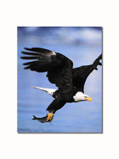 American bald eagle for sale  Springdale