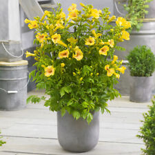 Campsis yellow trumpet for sale  PETERBOROUGH