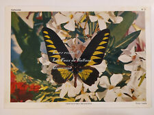 Carte photo papillon d'occasion  Beaumont-de-Lomagne