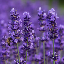 Suttons english lavender for sale  PAIGNTON