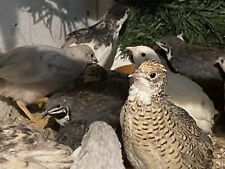 Chinese Painted Quail Hatching Eggs x24 for sale  GLOUCESTER