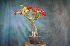 Variegated red bougainvillea for sale  North Fort Myers