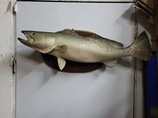 Taxidermy trout salmon for sale  KINGSWINFORD