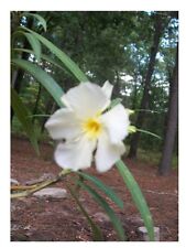 White oleander gal. for sale  Ben Wheeler