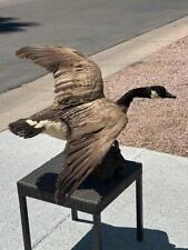 Large goose taxidermy for sale  Mesa