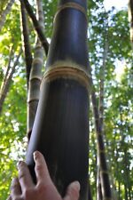 Dendrocalamus asper hitam for sale  USA