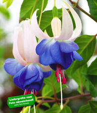 Winterharte fuchsien blue gebraucht kaufen  Bensheim