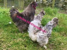 Mixed colour silkie for sale  DERBY