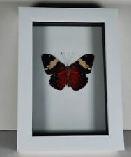 Framed butterfly white for sale  NEWARK