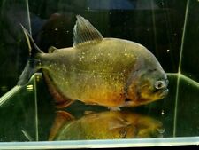 Adult red belly for sale  STOKE-ON-TRENT