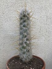 Beautiful large oreocereus for sale  Carlsbad