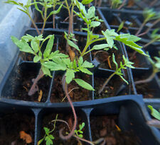 seedlings tomato for sale  Saint Augustine