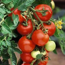 Tomato alicante garden for sale  IPSWICH