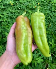 70 sementes Cubanelle Capsicum annuum Pimiento comprar usado  Enviando para Brazil