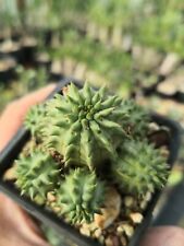 Euphorbia suzannae live for sale  Shipping to Ireland