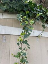 Live english ivy for sale  Sunnyvale