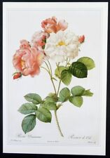 Redoute botanical print for sale  Timberon
