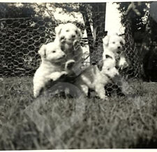 1940s pile pups for sale  Leitchfield