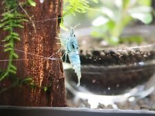 Blue steel caridina for sale  ST. HELENS