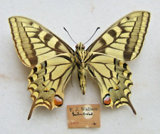 English swallowtail machaon for sale  Shipping to Ireland