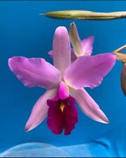 Laelia anceps irwin for sale  San Francisco